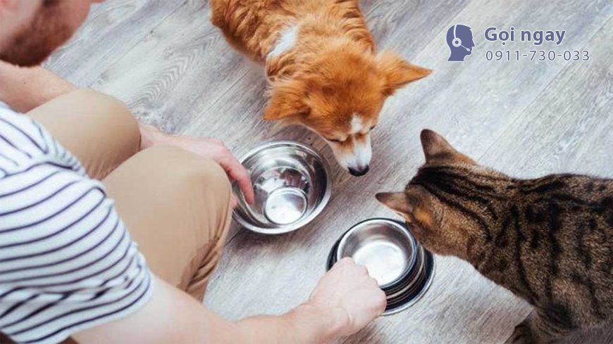 dich-vu-gui-thu-cung-di-nuoc-ngoai-tai-tp-ho-chi-minh-1