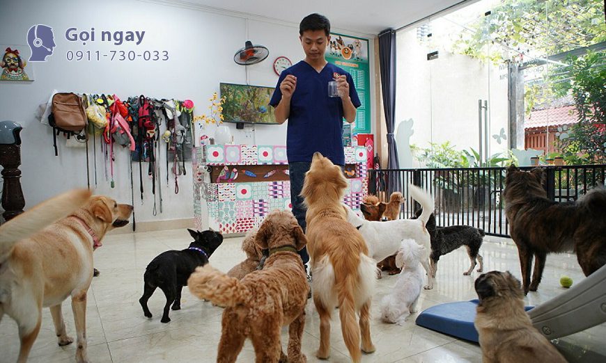 dich-vu-gui-thu-cung-di-nuoc-ngoai-tai-tp-ho-chi-minh-2