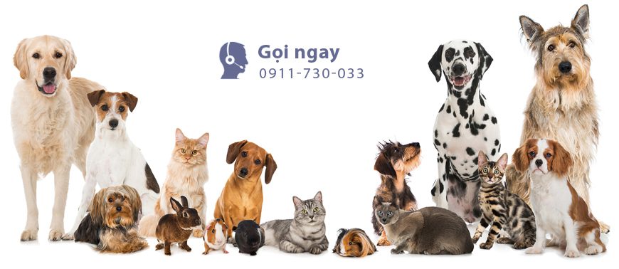 dich-vu-gui-thu-cung-di-nuoc-ngoai-tai-tp-ho-chi-minh-3